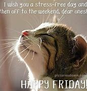 Image result for Good Morning Cat Friday