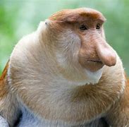 Image result for Weird Animals That Are Real