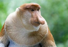 Image result for 10 Weird Animals