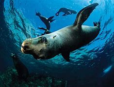 Image result for Different Ocean Mammals