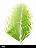 Image result for Coconut Leaf Kites