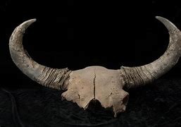 Image result for Ice Age Bison