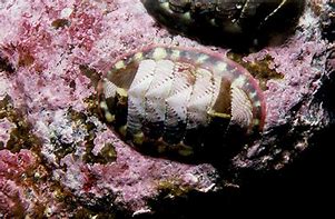 Image result for Chiton Wetlands