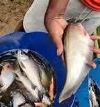 Image result for Kandla Fish