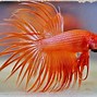 Image result for Betta Fish Name Blue and Red