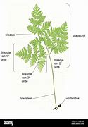 Image result for Underside of a Fern