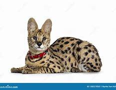 Image result for Serval Cat Laying Down