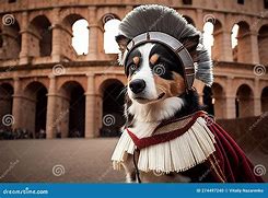 Image result for Gladiator Dog