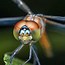 Image result for Dragonfly Fly