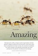 Image result for Amazing Ants