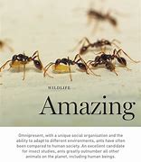 Image result for Amazing Ants