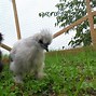 Image result for Cute Silkie Chickens