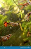 Image result for Guppy Bonito