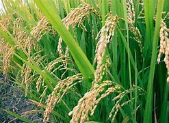 Image result for Palay Plant