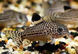 Image result for Zebra Cory Catfish