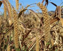 Image result for Millet Plant