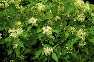 Image result for Tatarian Dogwood Shrub