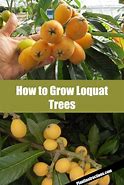 Image result for Kumquat Like Fruit