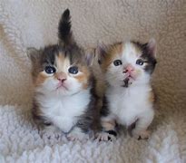 Image result for Calico Munchkin Cat