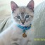 Image result for Silver Point Siamese Cat