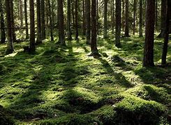 Image result for Swedish Forest