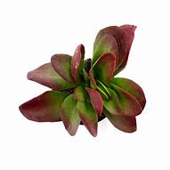 Image result for Kalanchoe Little Dragon