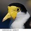 Image result for Masked Lapwing Baby