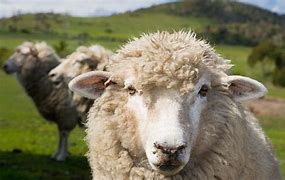 Image result for Sheep FRIM Sing