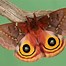 Image result for Australian Moth