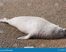 Image result for Male Elephant Seal