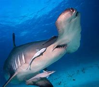 Image result for Hammerhead Shark Fin