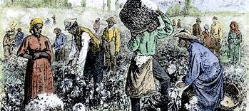 Image result for Black Person Harvesting Cotton