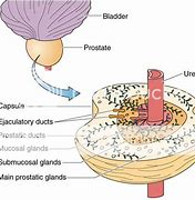 Image result for Shape of Prostate