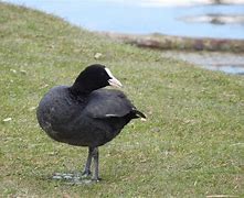 Image result for Coot Bird Recipe