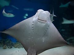 Image result for Skate Fish vs Stingray