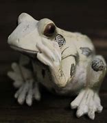 Image result for White Flower Frog