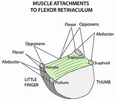 Image result for Structures Under Flexor Retinaculum of Hand