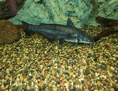 Image result for Blue Catfish Identification