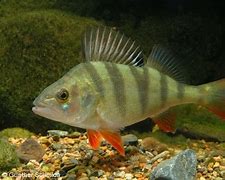 Image result for Fly Perch Fish