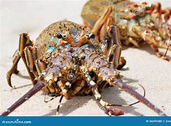 Image result for Clawed Lobster