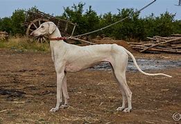 Image result for Peper Dog