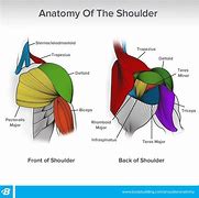 Image result for Shoulder Muscular Anatomy