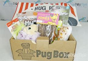 Image result for Pug Dog in Box