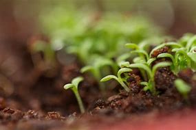 Image result for Camachile Tree Seedlings