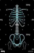 Image result for Human Spine Black and White