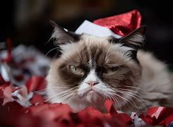 Image result for Grumpy Cat Santa Hat