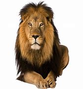 Image result for Lion HD 1080P