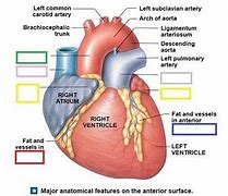 Image result for Right Atrial Appendage Fetal Echo