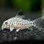 Image result for Zebra Cory Catfish