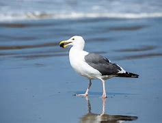 Image result for Who Eats Seagulls